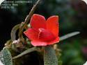 Dendrobium cuthbertsonii (rot)